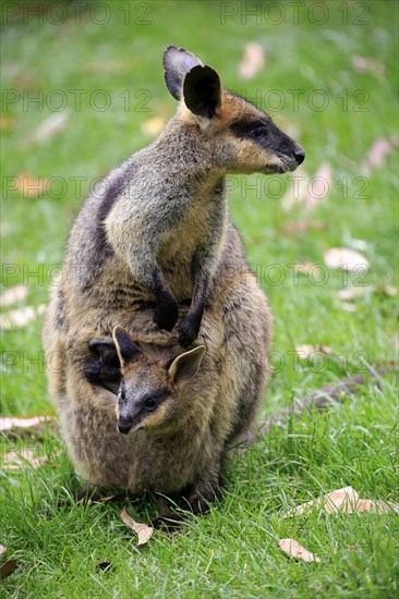 Agile wallaby