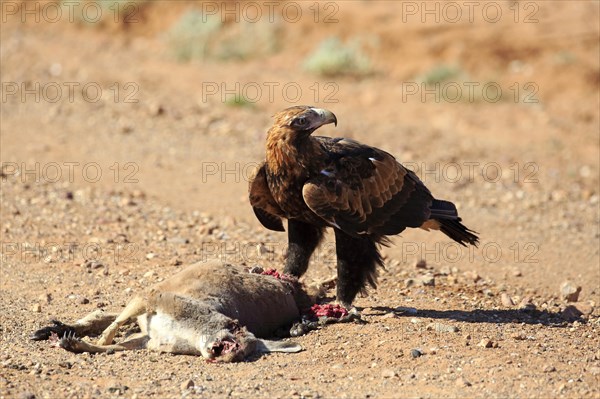 Wedge-tailed eagle