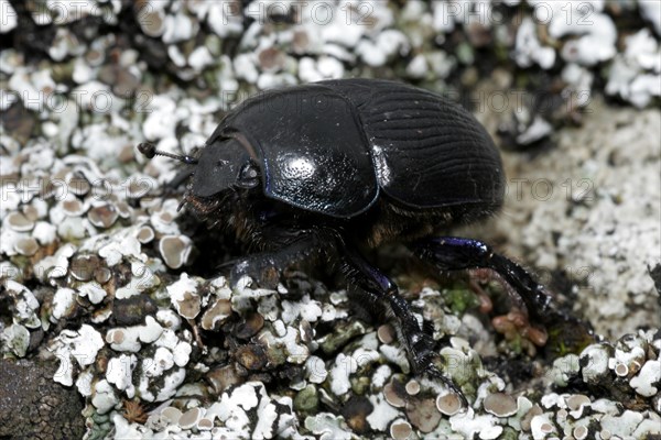 Dung beetle