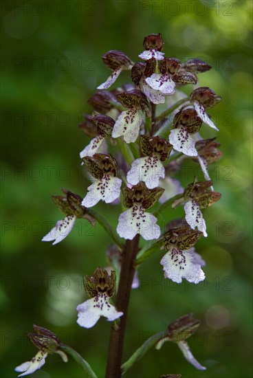 Lady orchid