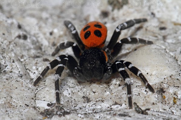 Ladybird spider