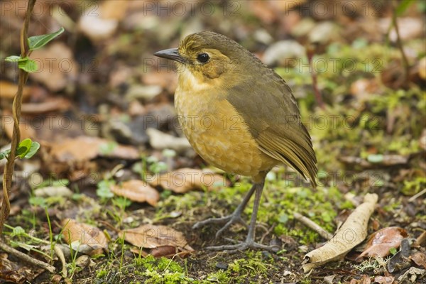 Mountain ant pitta