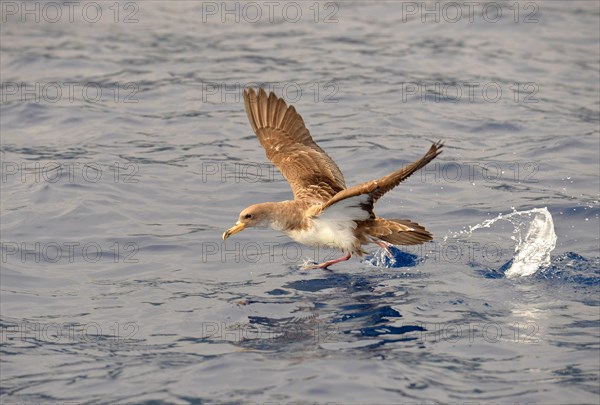 Cory's Shearwater