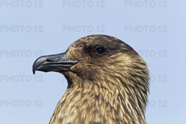 Great Skua