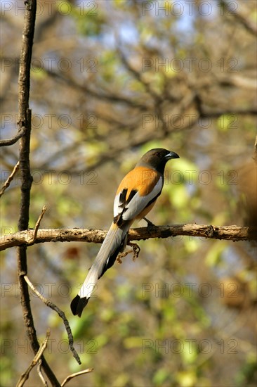 Red rufous treepie