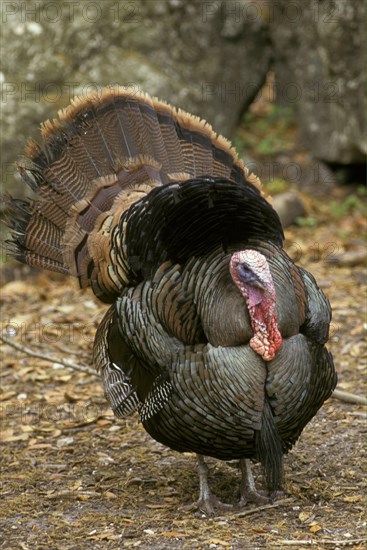 Bronze Turkey