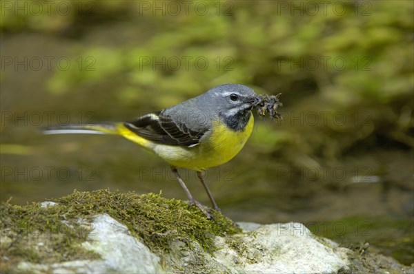 Grey wagtails