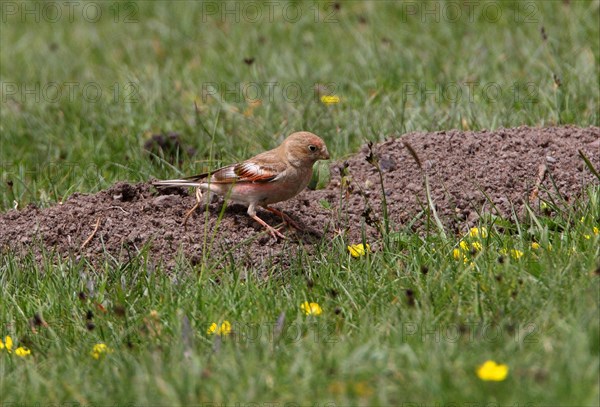 Mongolian Finch