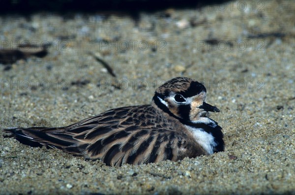 Belted Plover