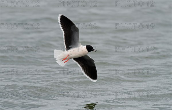 Little Gull