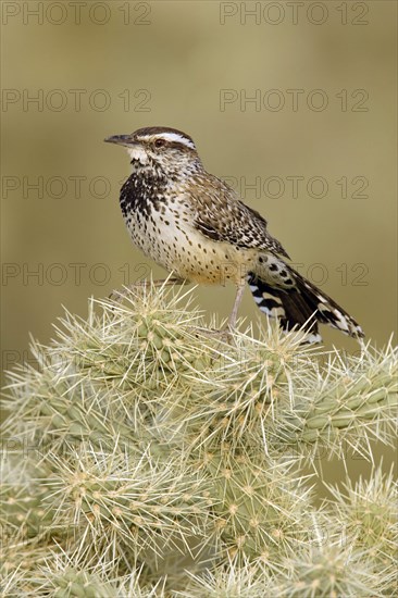 Cactus Wren