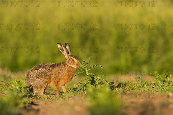 European hare