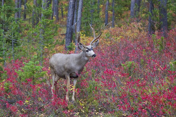 Mule Deer