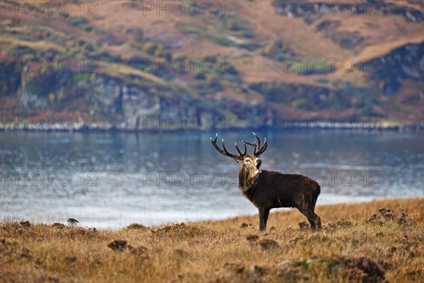 Red deer