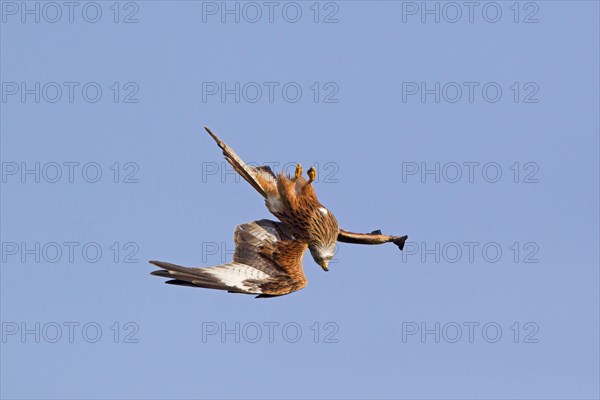 Red Kite