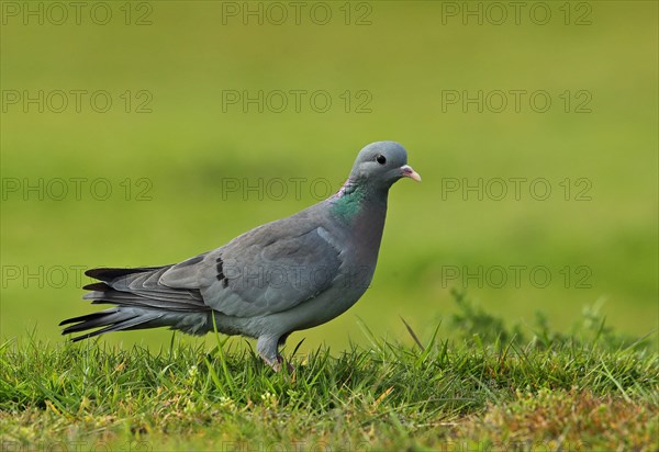 Stock Dove