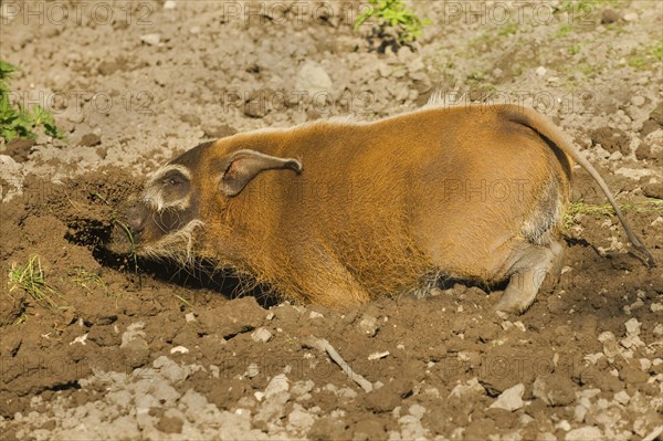 Red red river hog