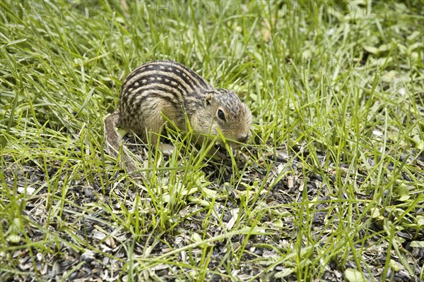 Adult thirteen-toed thirteen-lined ground squirrel