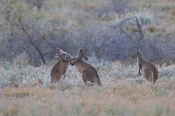 Western Grey Giant Kangaroo