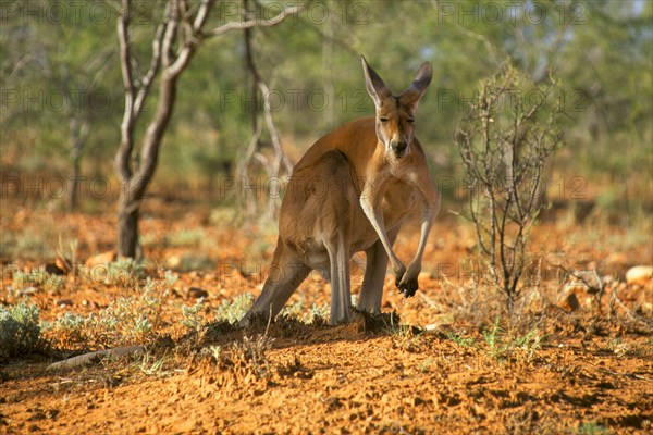 Red kangaroo