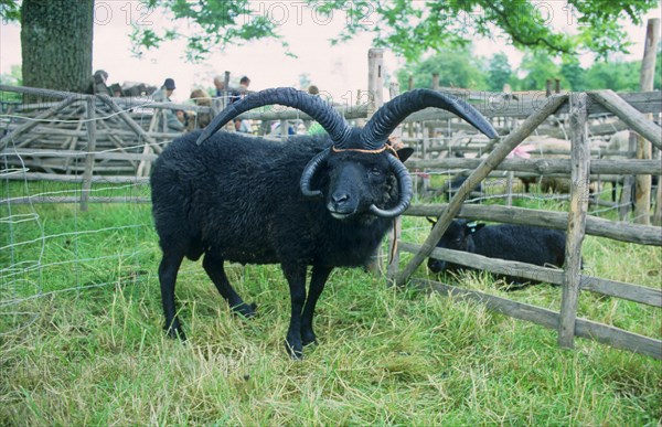 Hebrew sheep