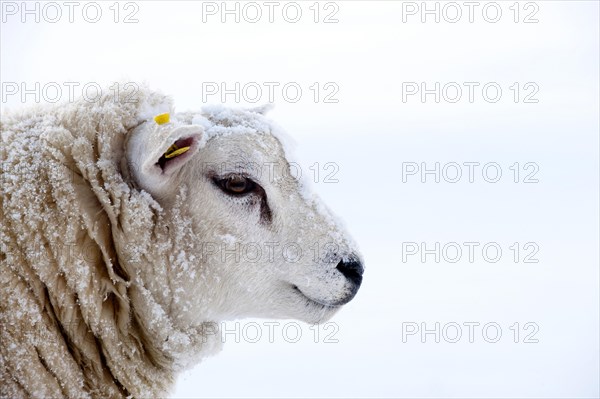 Domestic Sheep