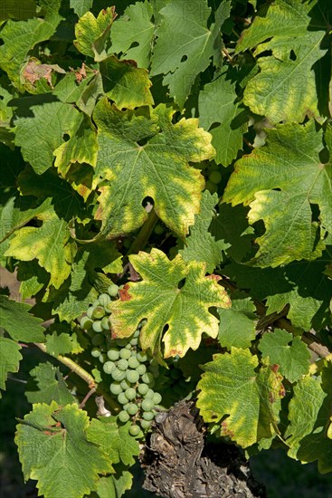 Symptoms of magnesium deficiency on vines in fruit in the Gironde