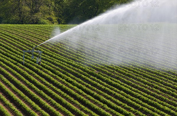 Crop irrigation