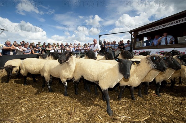 Sheep farming