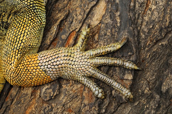 Green iguana