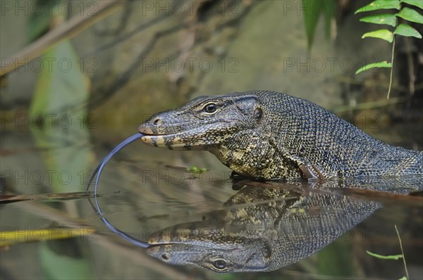 Water monitor