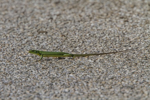 Balkan green lizards