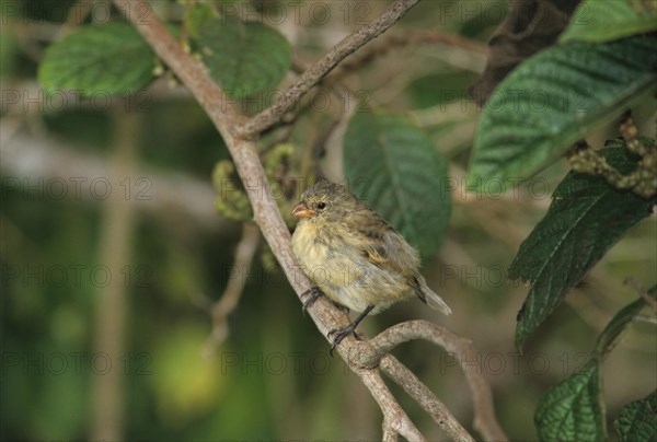 Medium tree finches