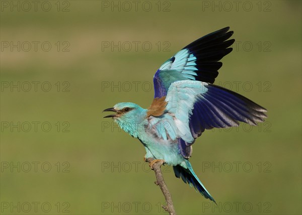 European Roller