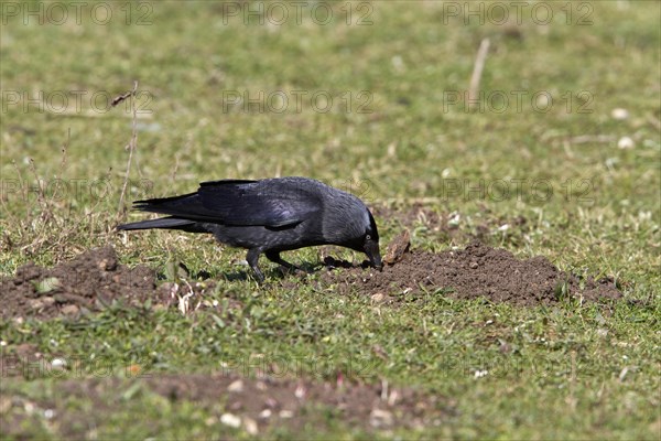 Jackdaw probing food in soil disturbed by moles