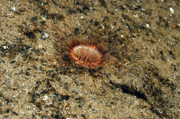 Lesser cylinder anemones