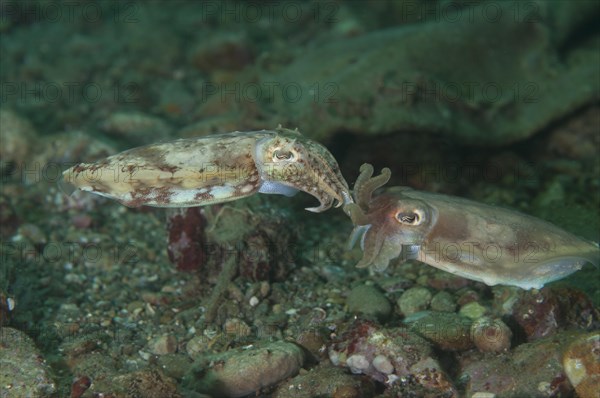 Broadclub cuttlefish