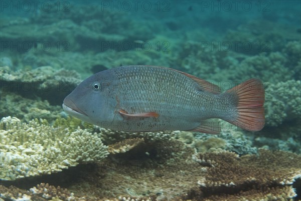 Big-headed snapper