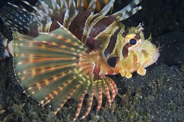 Zebra Dwarf Lionfish