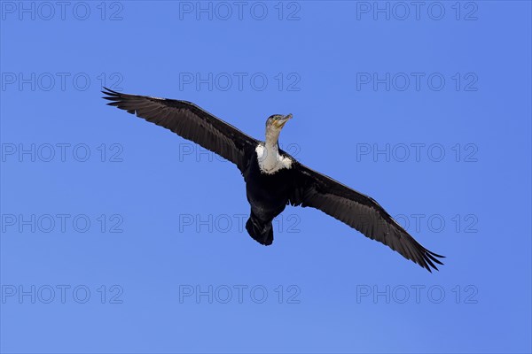 White-breasted Cormorant