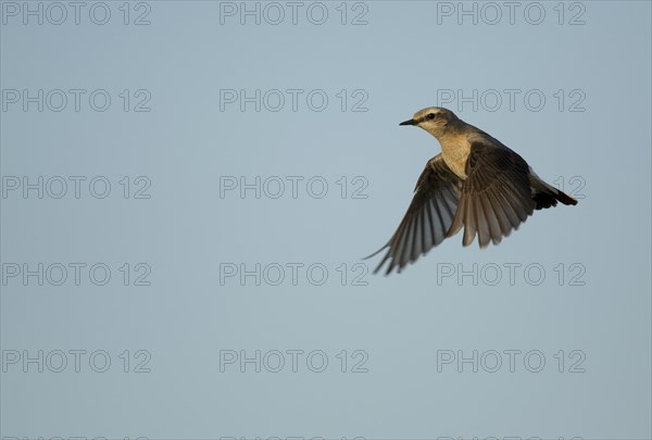 Northern wheatear