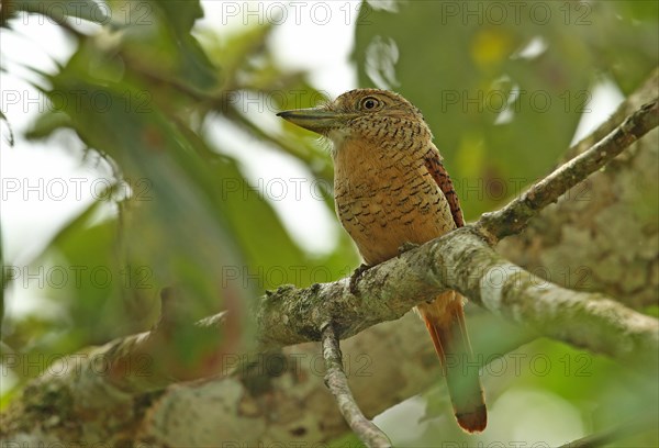 Barred Puffbird