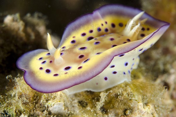 Kune's Chromodoris Seaslug