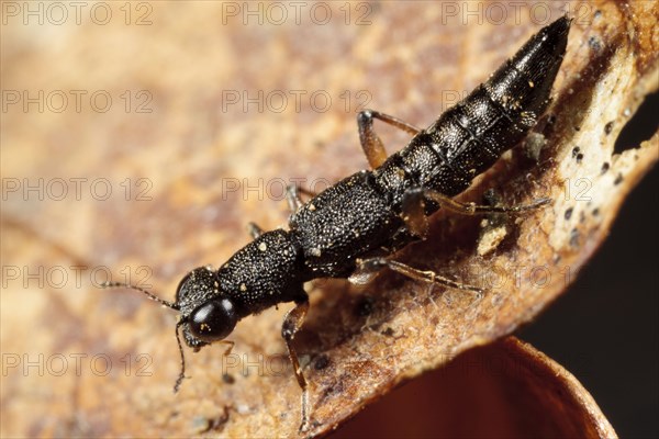 Rove Beetle