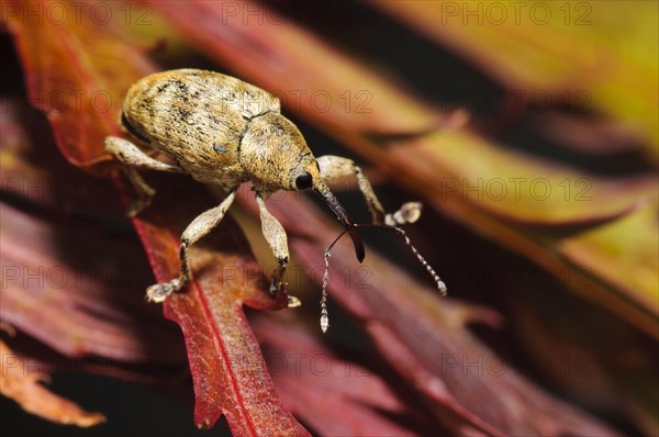 Acorn Weevil