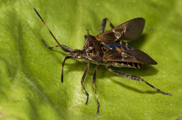 American pine bug