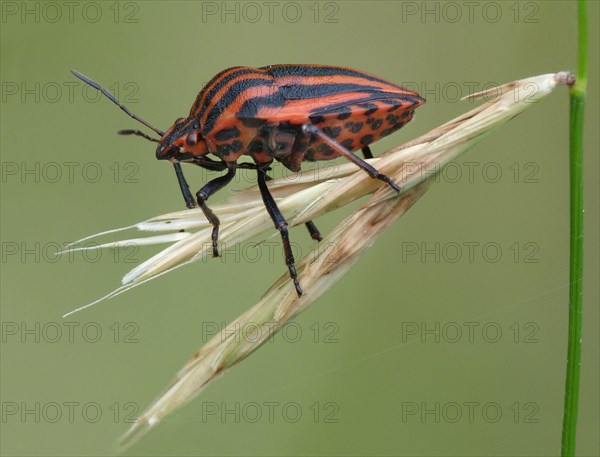 Red-and-black Striped Shieldbug