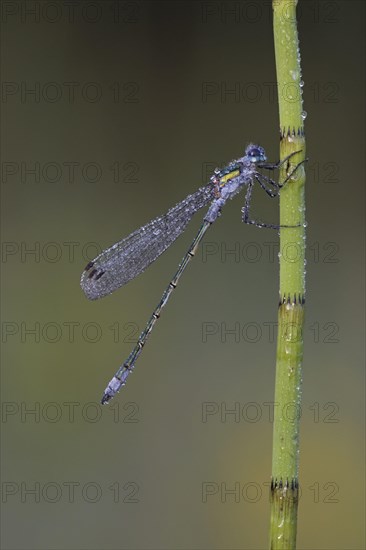 Emerald Damselfly