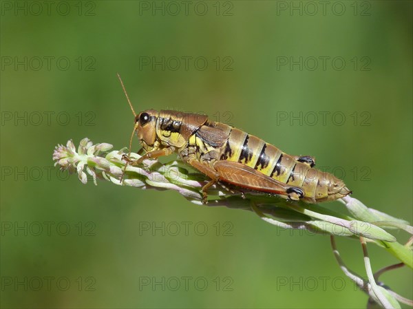 Large Banded Grasshopper