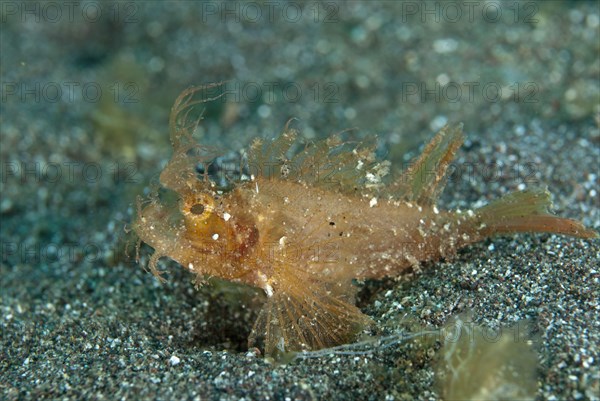 Ambon scorpionfishes